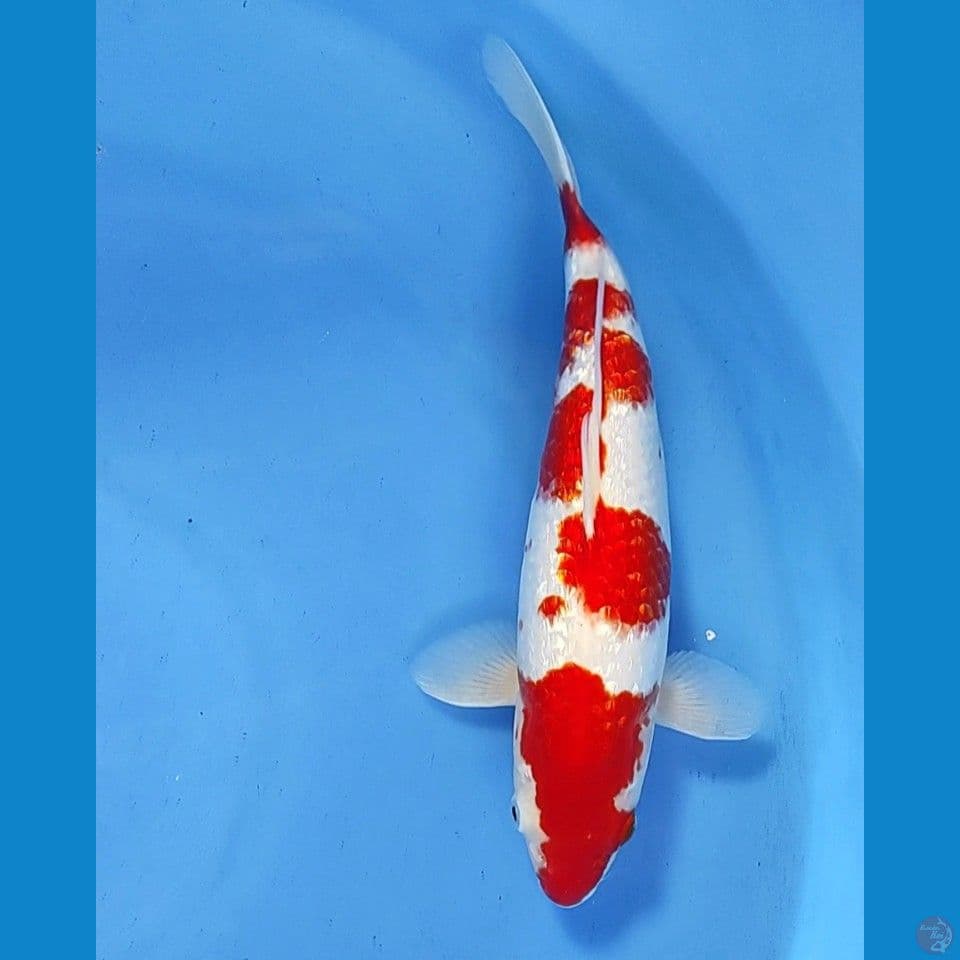ginrin kohaku 32cm