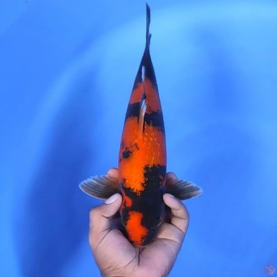 Hi Showa Ginrin 34cm Jantan