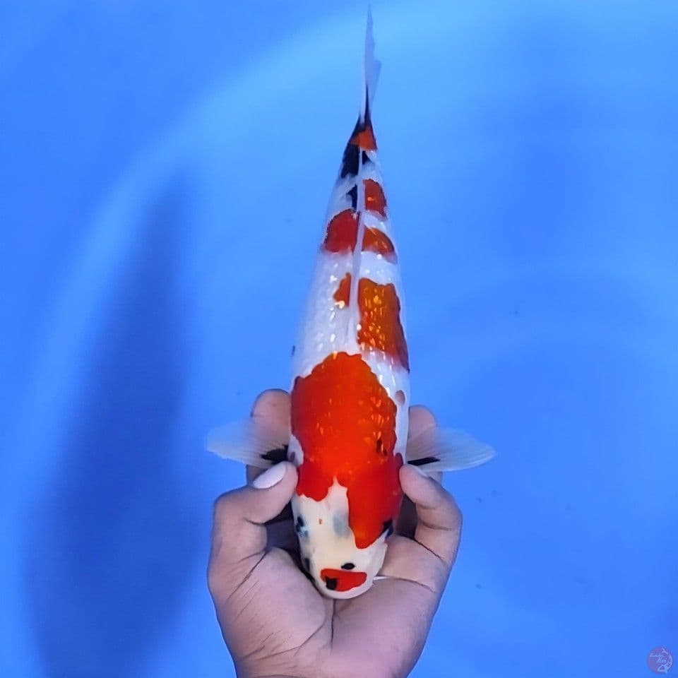Kindai Showa Ginrin 31cm Betina