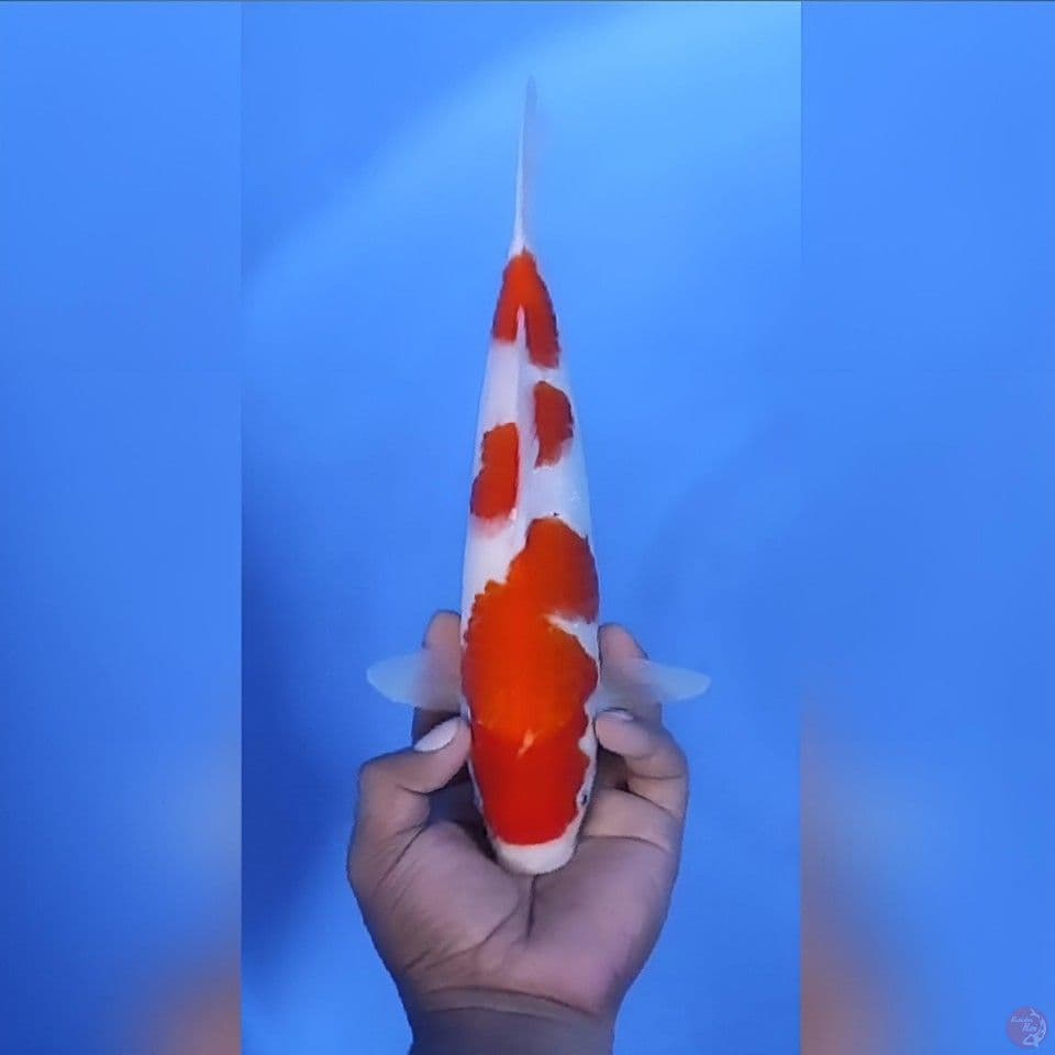 Kohaku Original 29cm Betina