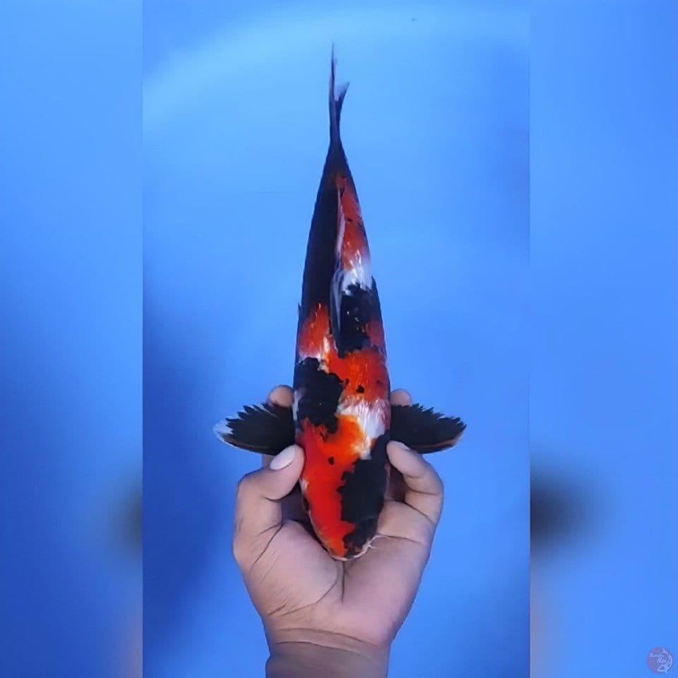 Showa Sansoku Original 31cm Jantan