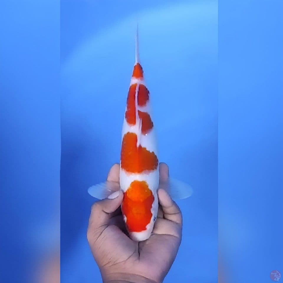 Kohaku 4 Step Original Mantap 29cm Betina