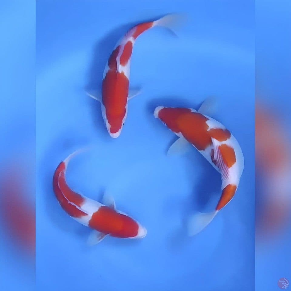 Trio Kohaku Original 28-30cm