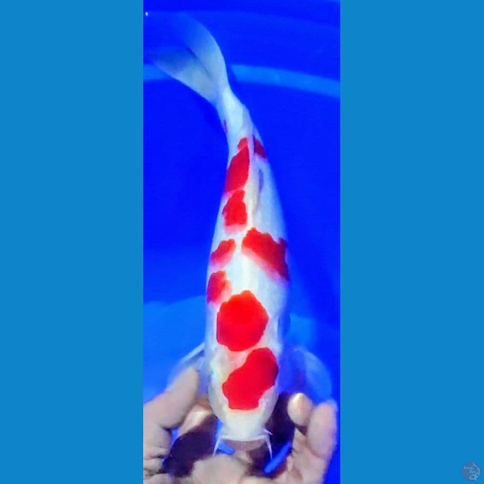 strong kohaku sakura