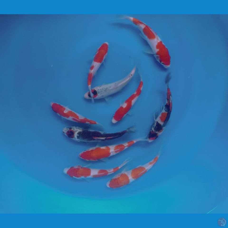 MIX 15,17,20CM