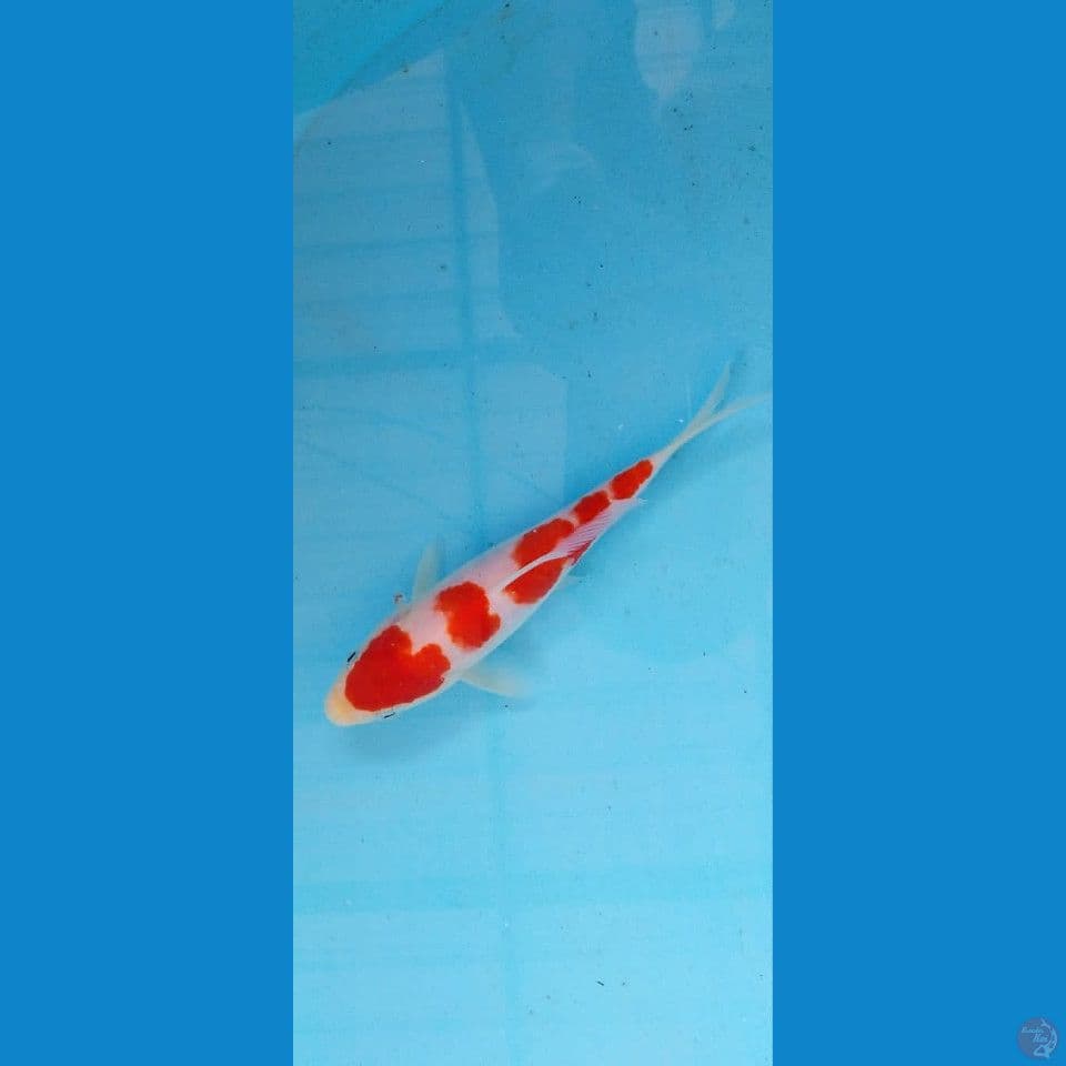 Kohaku sq 18Cm