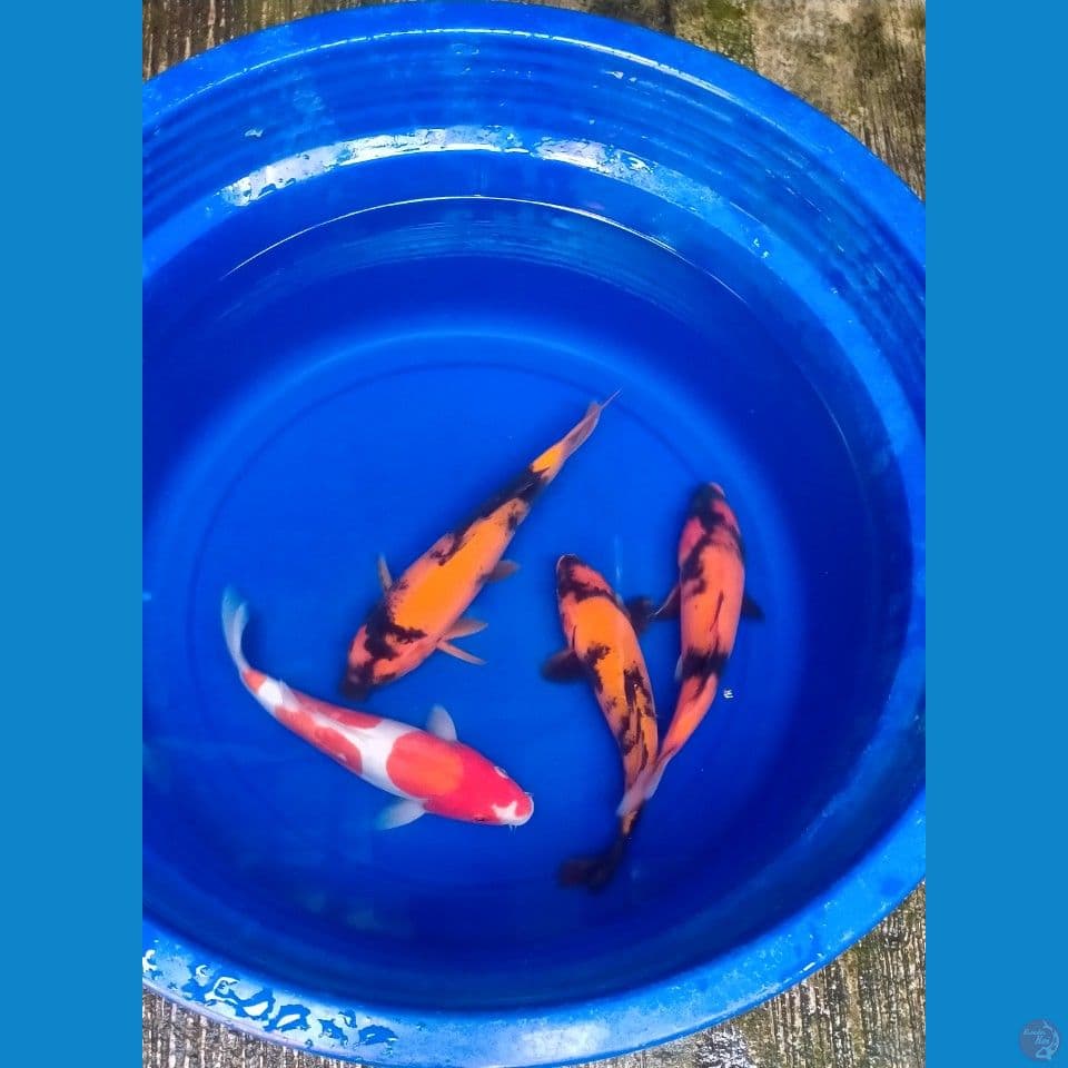 Paket Mix Kohaku Doit & Hi-Utsuri 24-25cm™