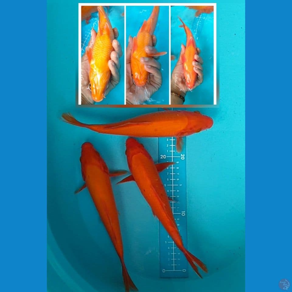 benigoi tembus 16cm