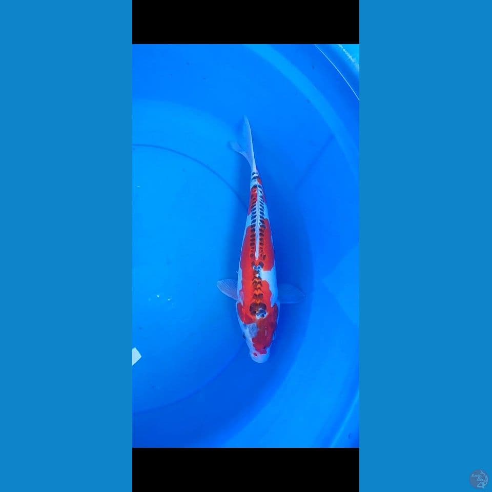 kujaku doitsu 27 cm