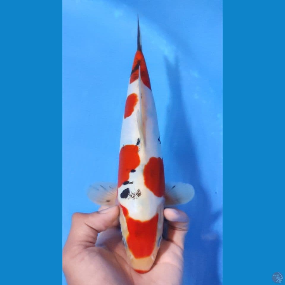 MARUTEN SANKE 25CM - MALE