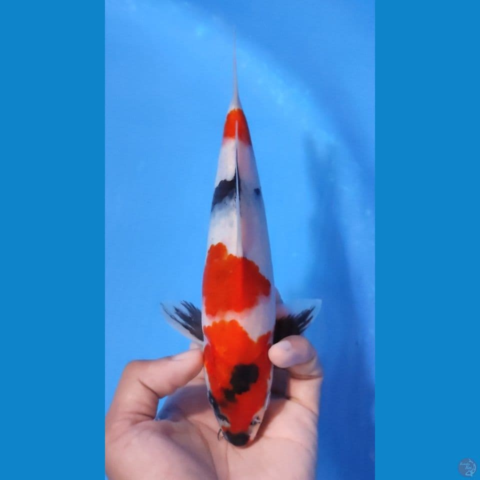 SHOWA TATEGOI HQ - 23CM - MALE