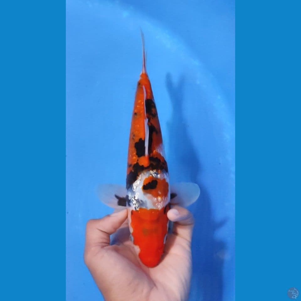 SHOWA GINRIN 28CM - MALE