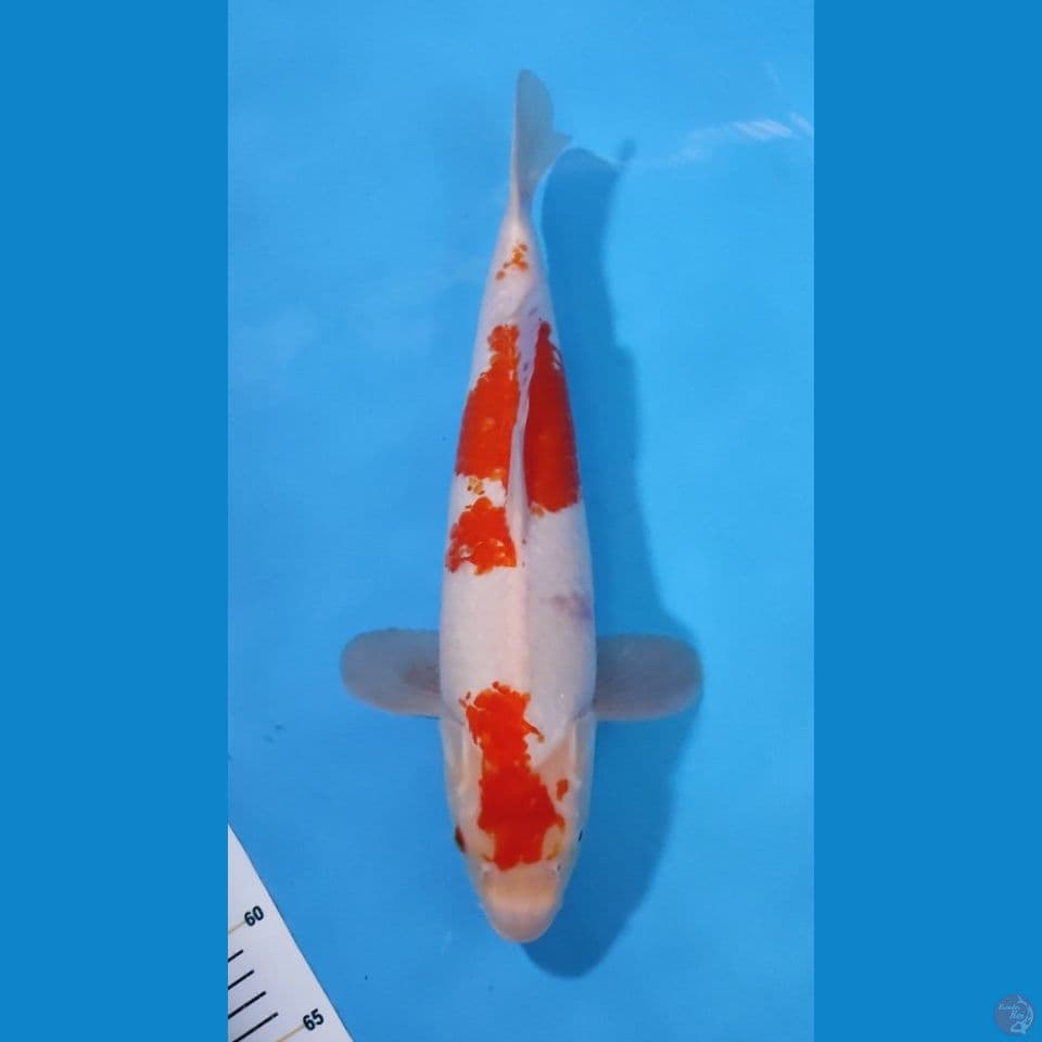 KOHAKU CALON JUMBO 40CM - FEEMALE