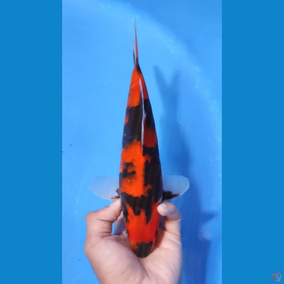 HI SHOWA 27CM - FEEMALE