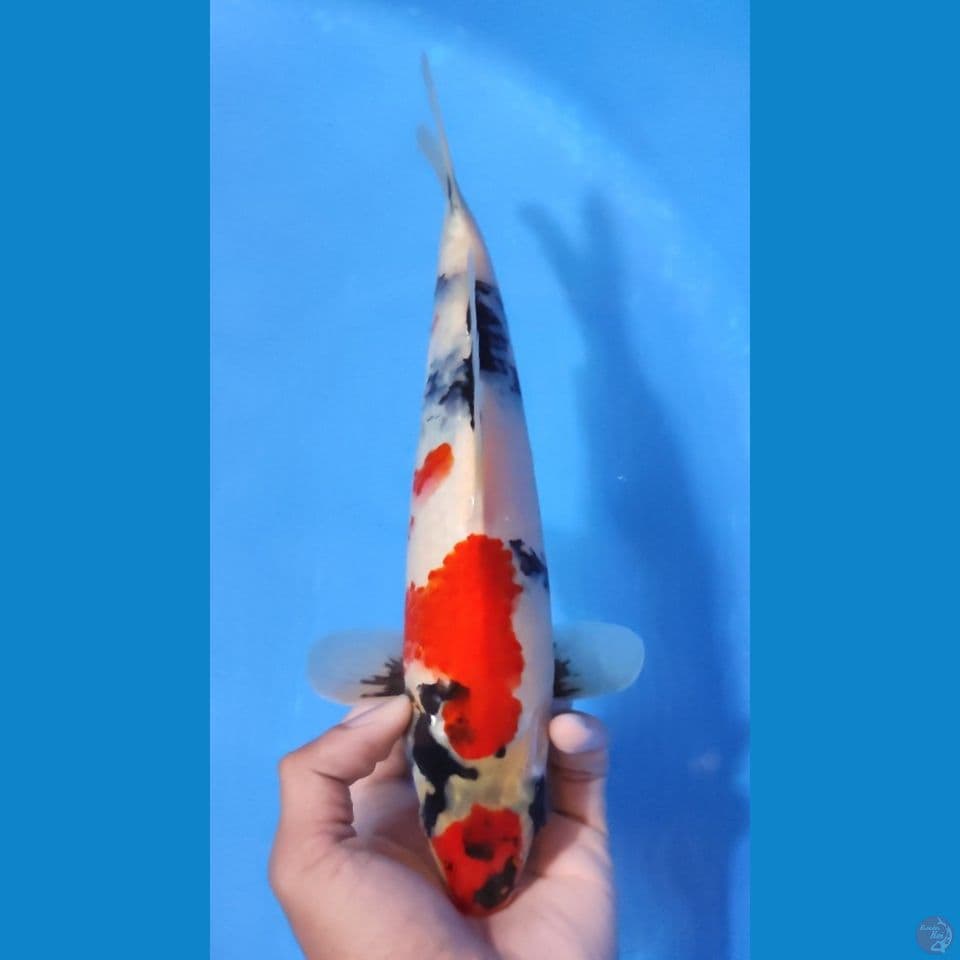 SHOWA MARUTEN TATEGOI 28CM - FEEMALE