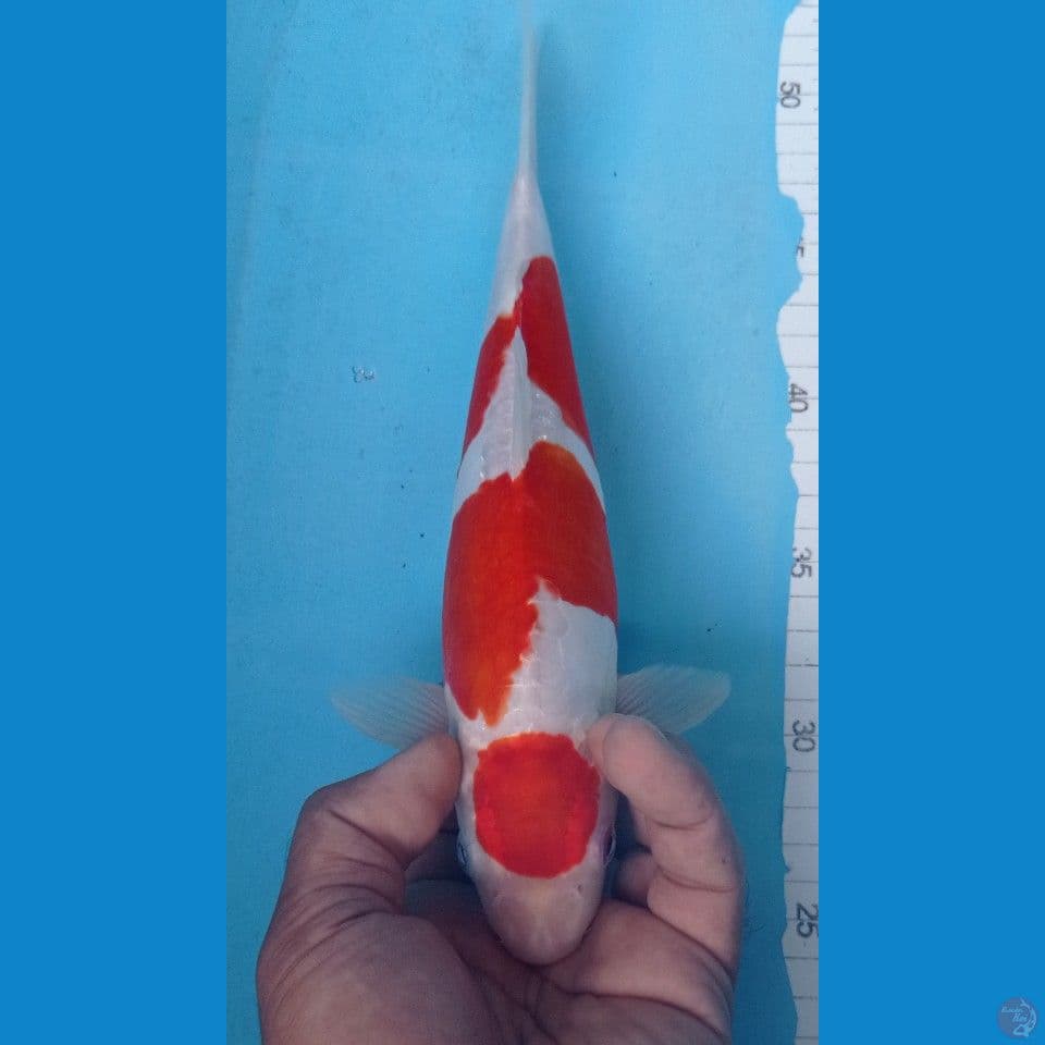 KOHAKU DOIT 30CM
