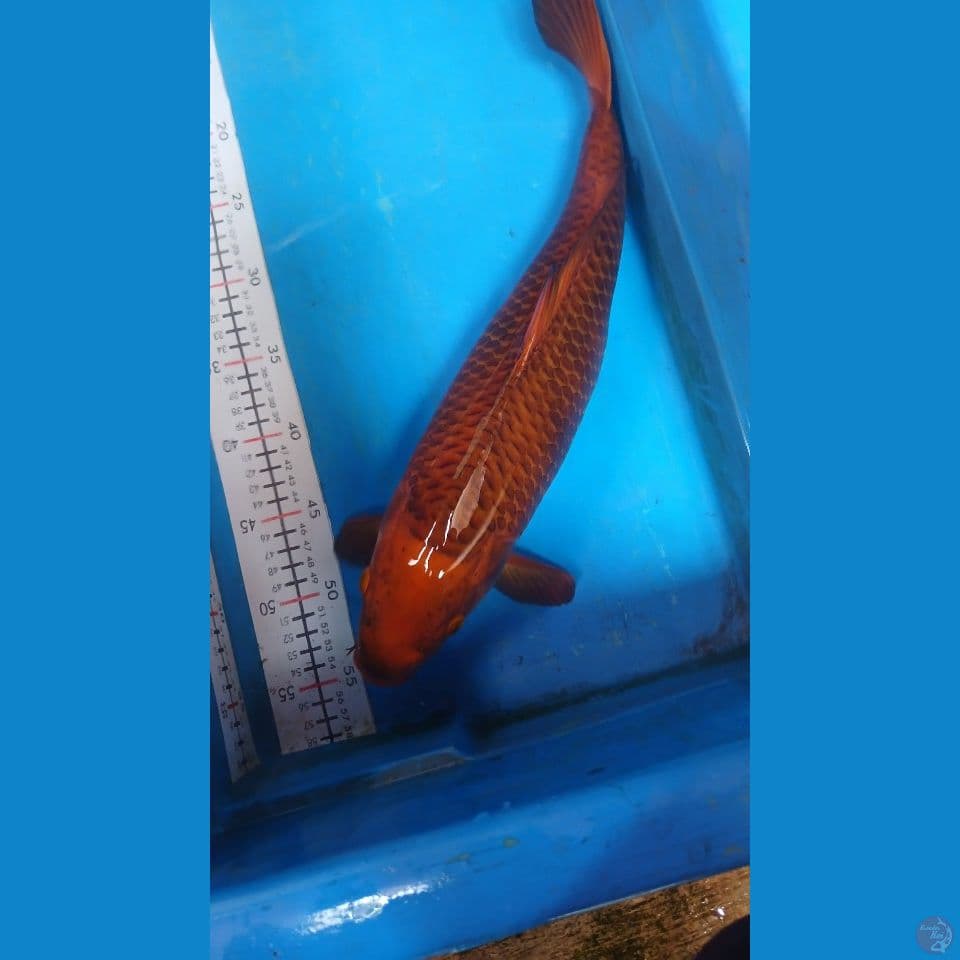 karamel f 45 cm