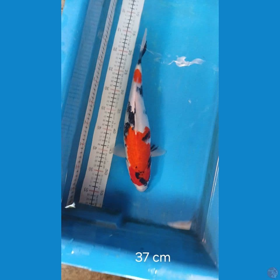 soa f37cm