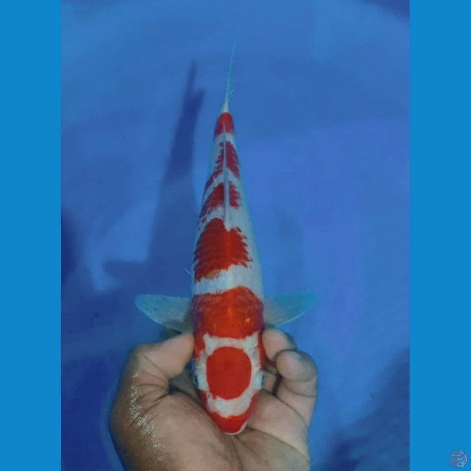 KANOKO 31CM
