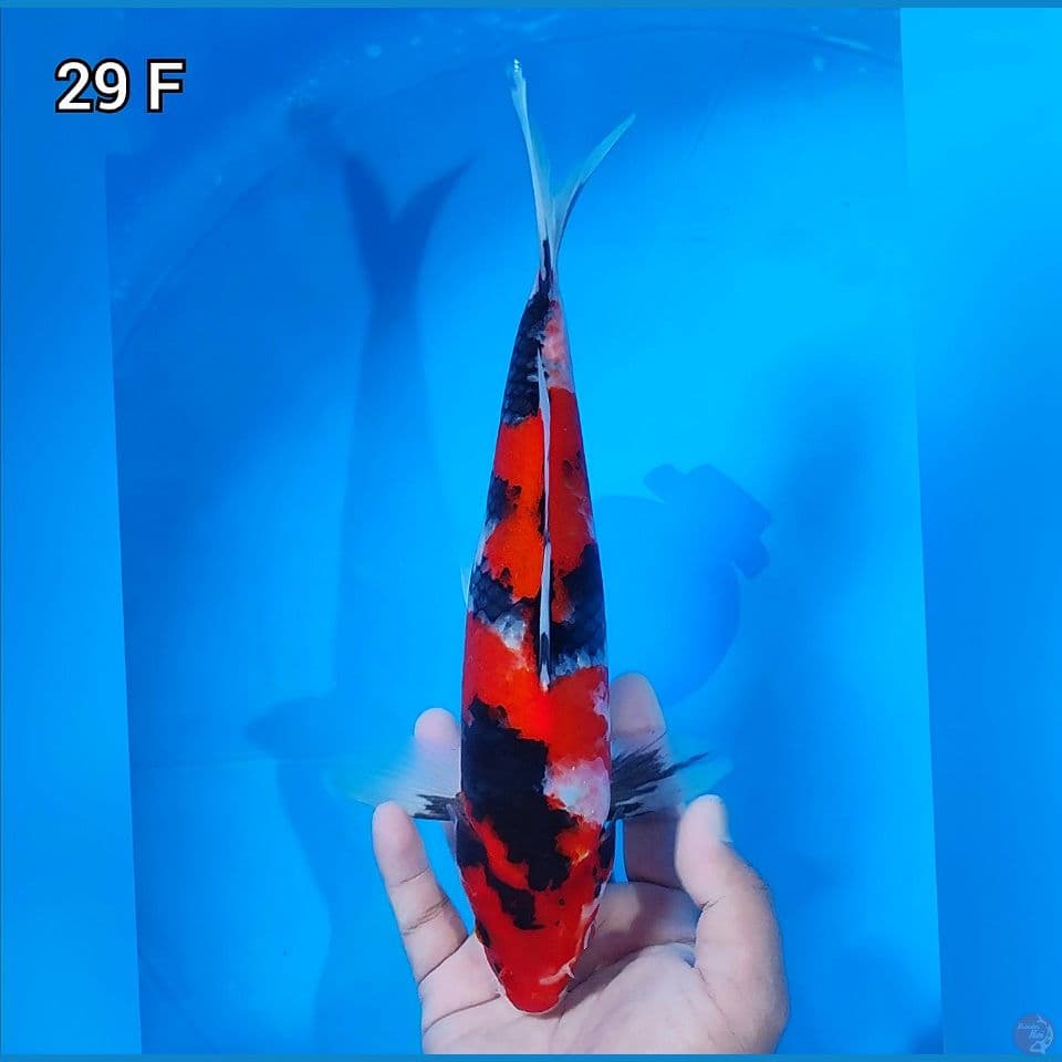 Showa Original 29cm Betina (Merah Bagus)