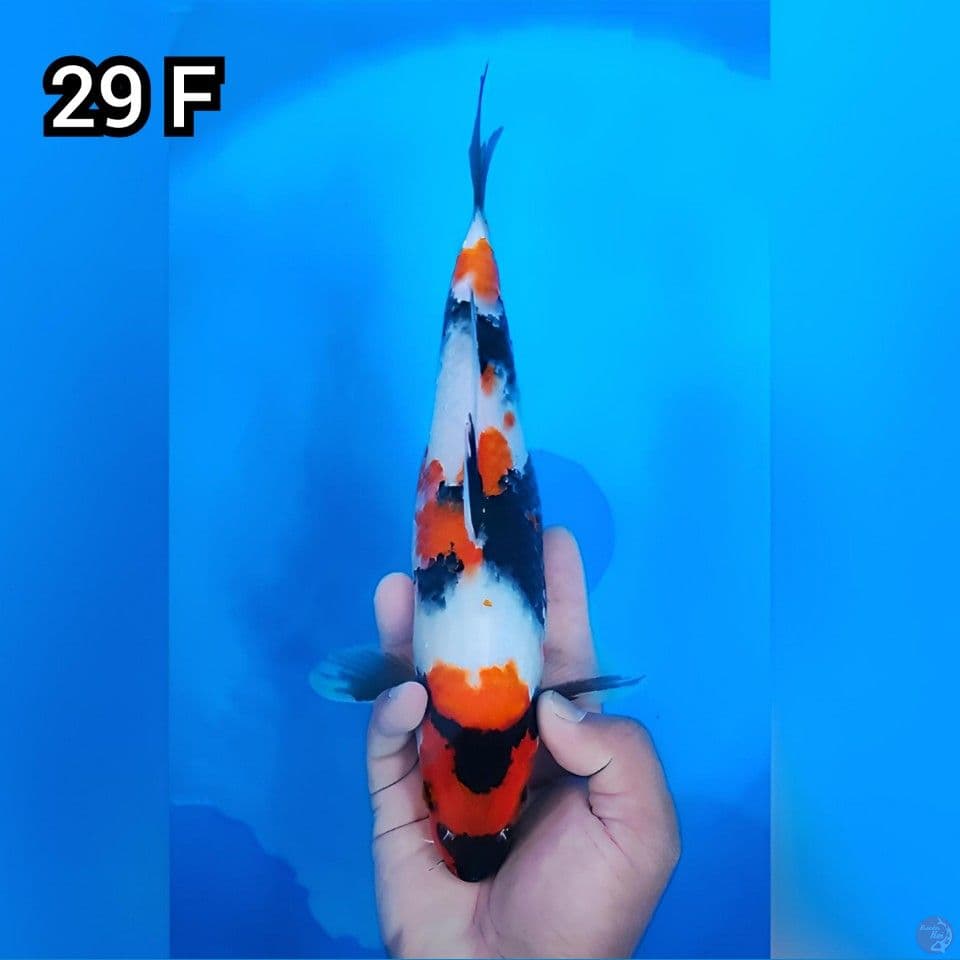 Showa 3 Step Original 29cm Betina