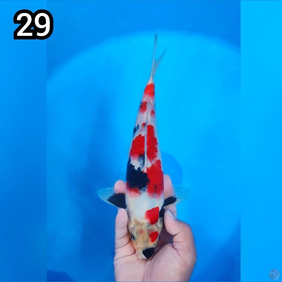 Showa Motogoro 29cm Betina (Merah Strong)