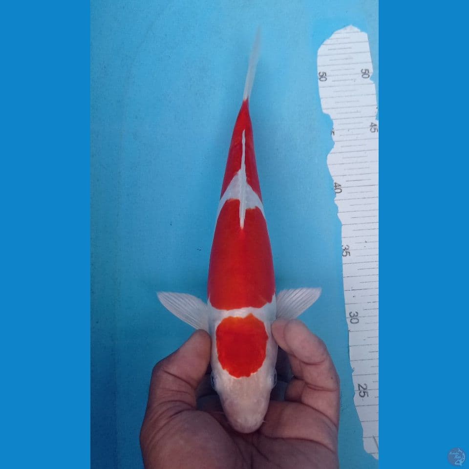 KOHAKU 30CM