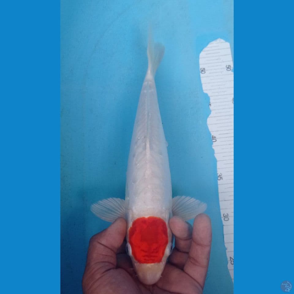 TANCHO ORI 34CM