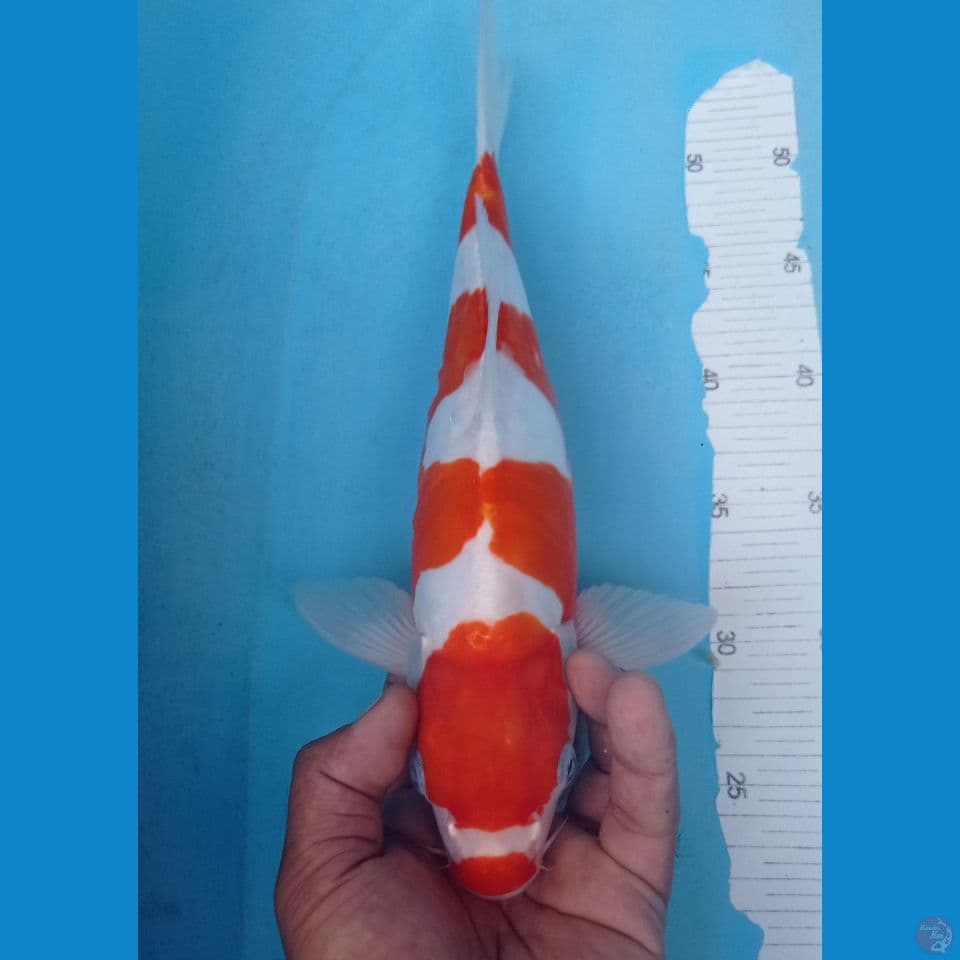 ANTIK 35CM