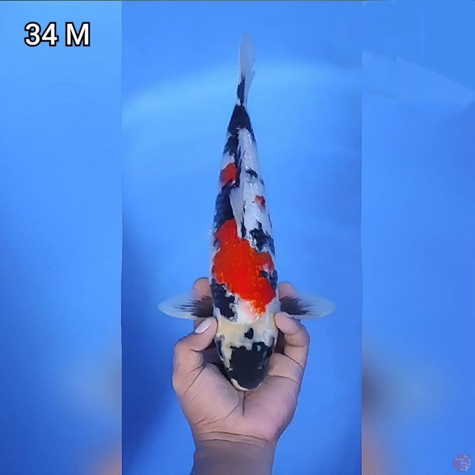 Showa Ginrin Motogoro Original 34cm Jantan