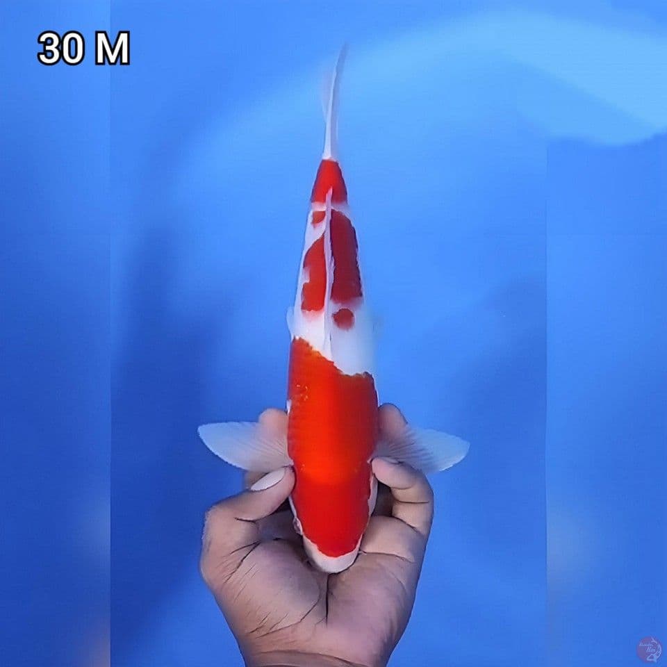 Kohaku Original Mantap 30cm Jantan