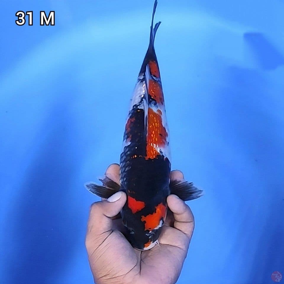 Showa Ginrin Ciamik 31cm Jantan