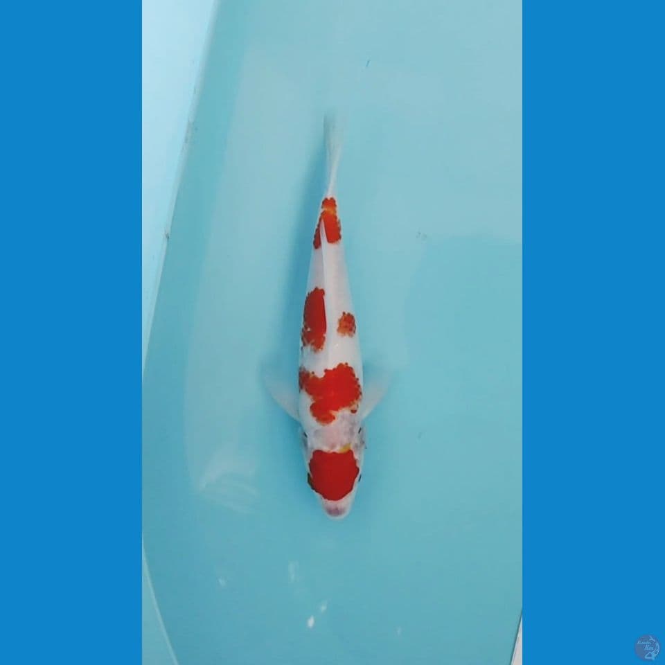 kohaku 25cm