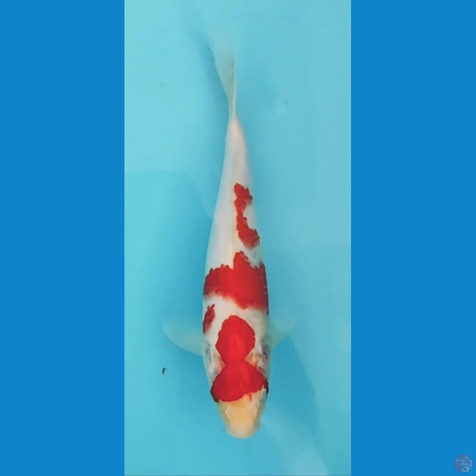 kohaku 30cm male