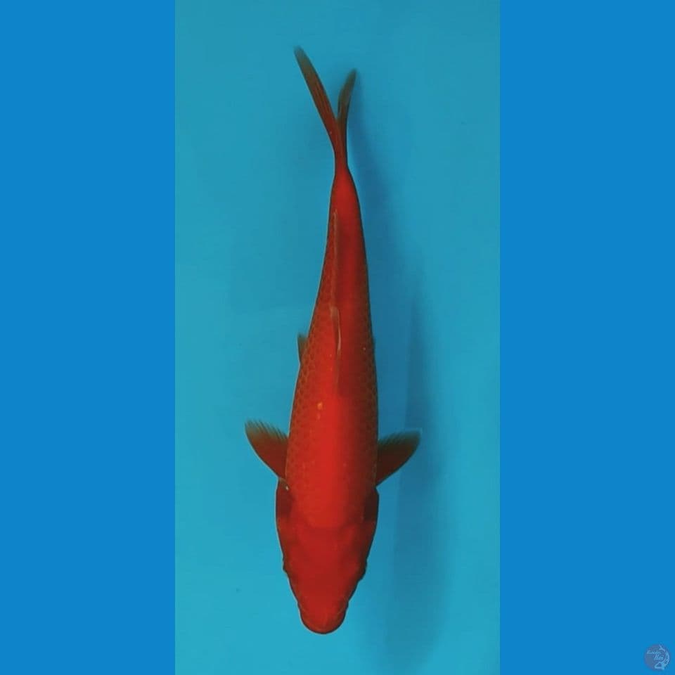 benigoi tembus 25cm