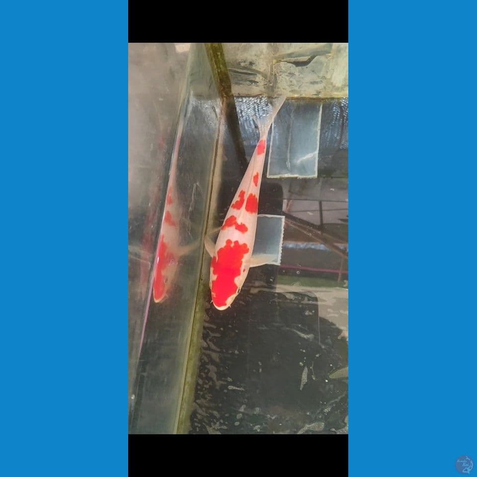 kohaku SQ 22 cm