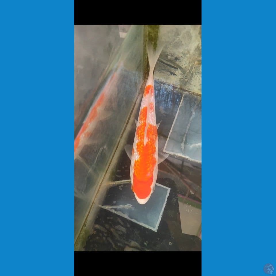 kohaku gindrin HQ 18 cm
