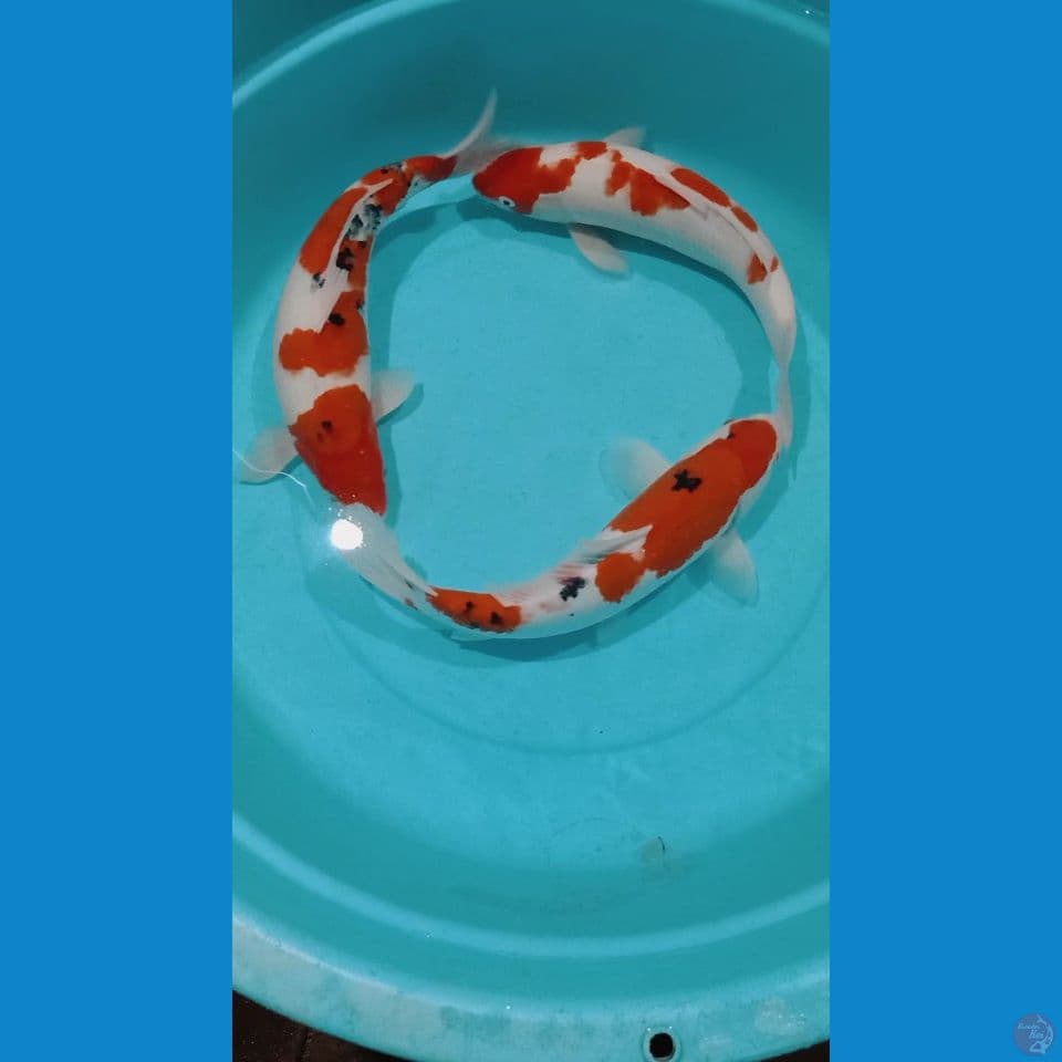 kohaku sanke
