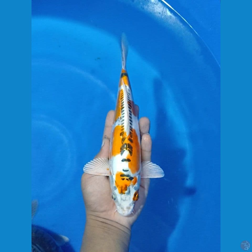 kujaku doitsu 28cm antik