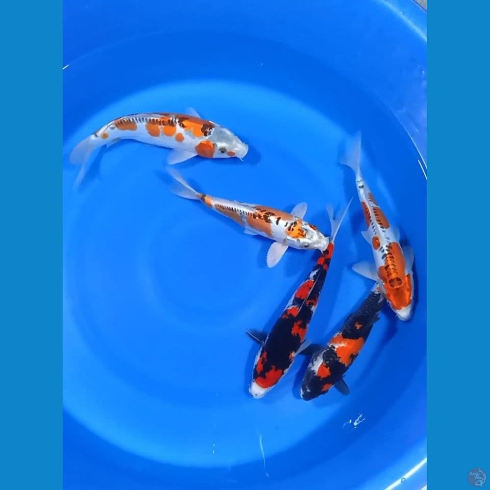 MIX HQ SHOWA SANSHOKU MIX KUJAKU DOITSU & KIKO 28__30_31_32_33cm ,5ekor