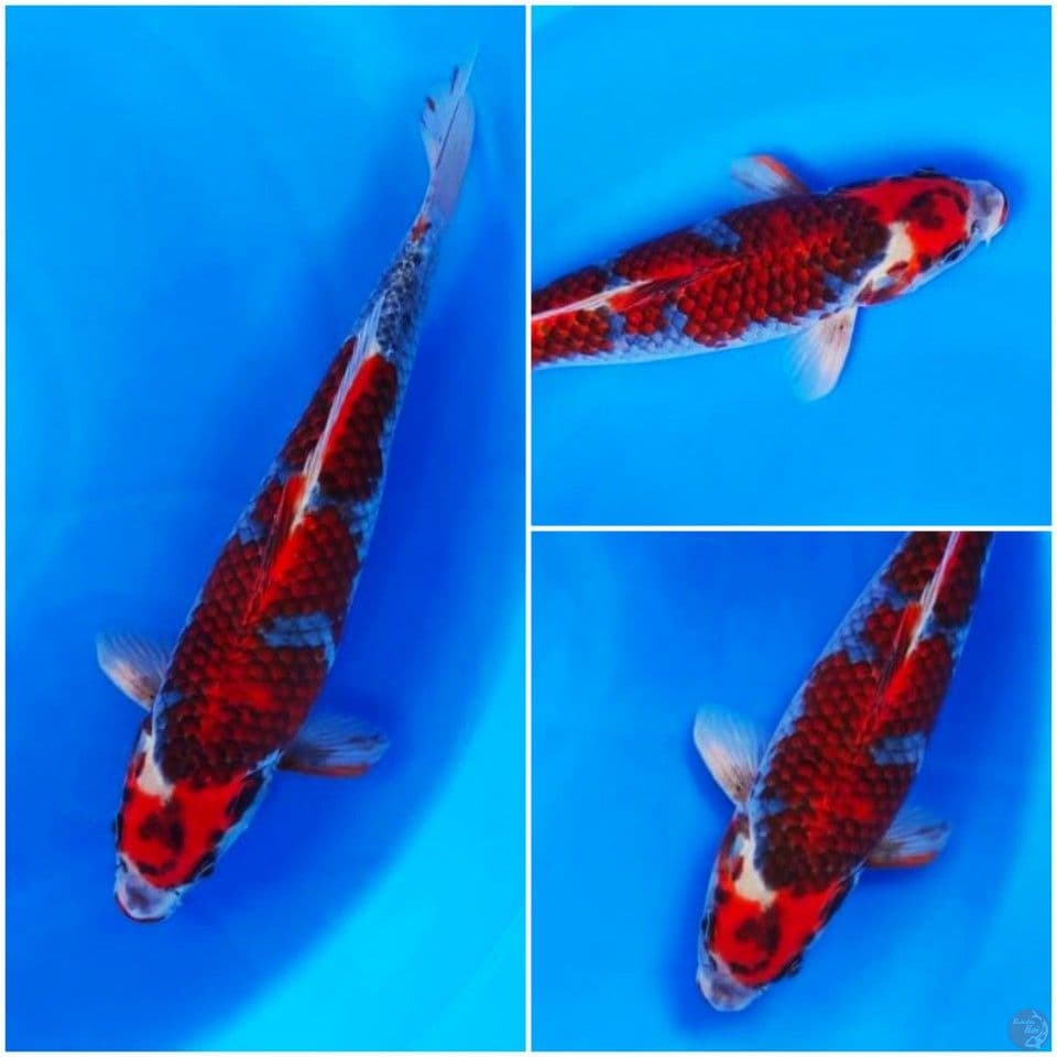beni gingga fukurin top 37cm male