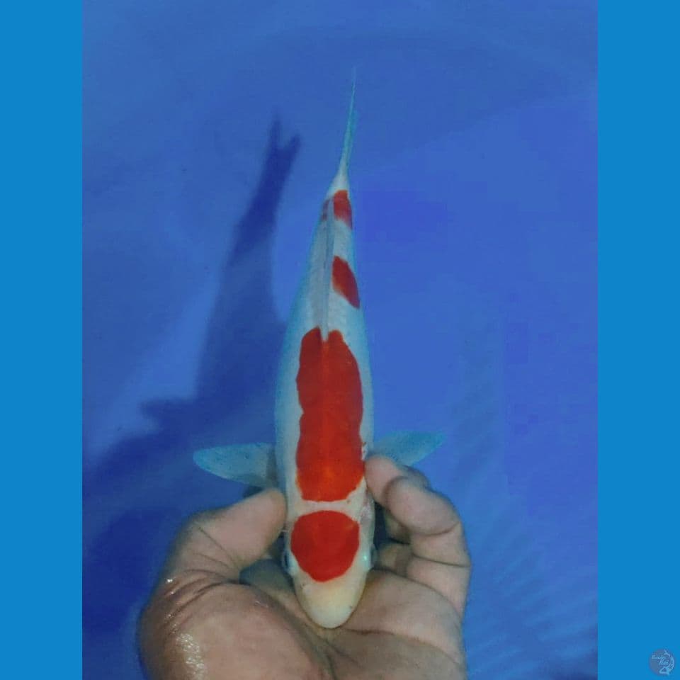 MARUTEN 26CM