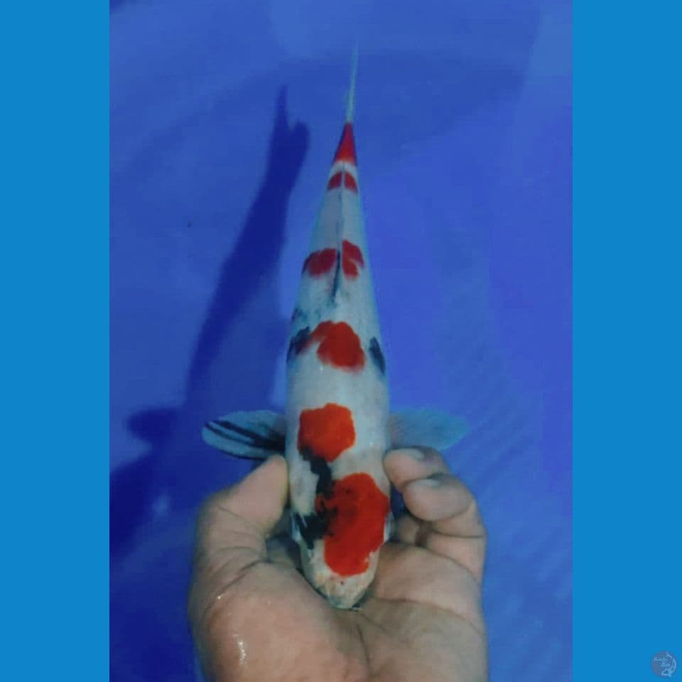 KINDAI 31CM