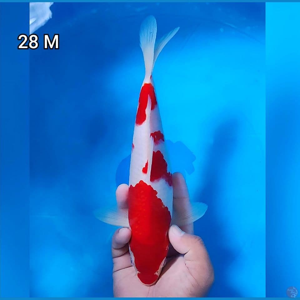 Kohaku Original Merah Strong Quality 28cm Jantan