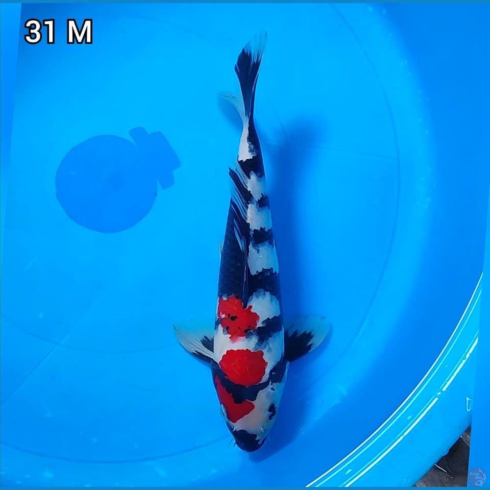 Showa Original Super Mantap 31cm Jantan (Merah Strong dan Hitam Pekat)