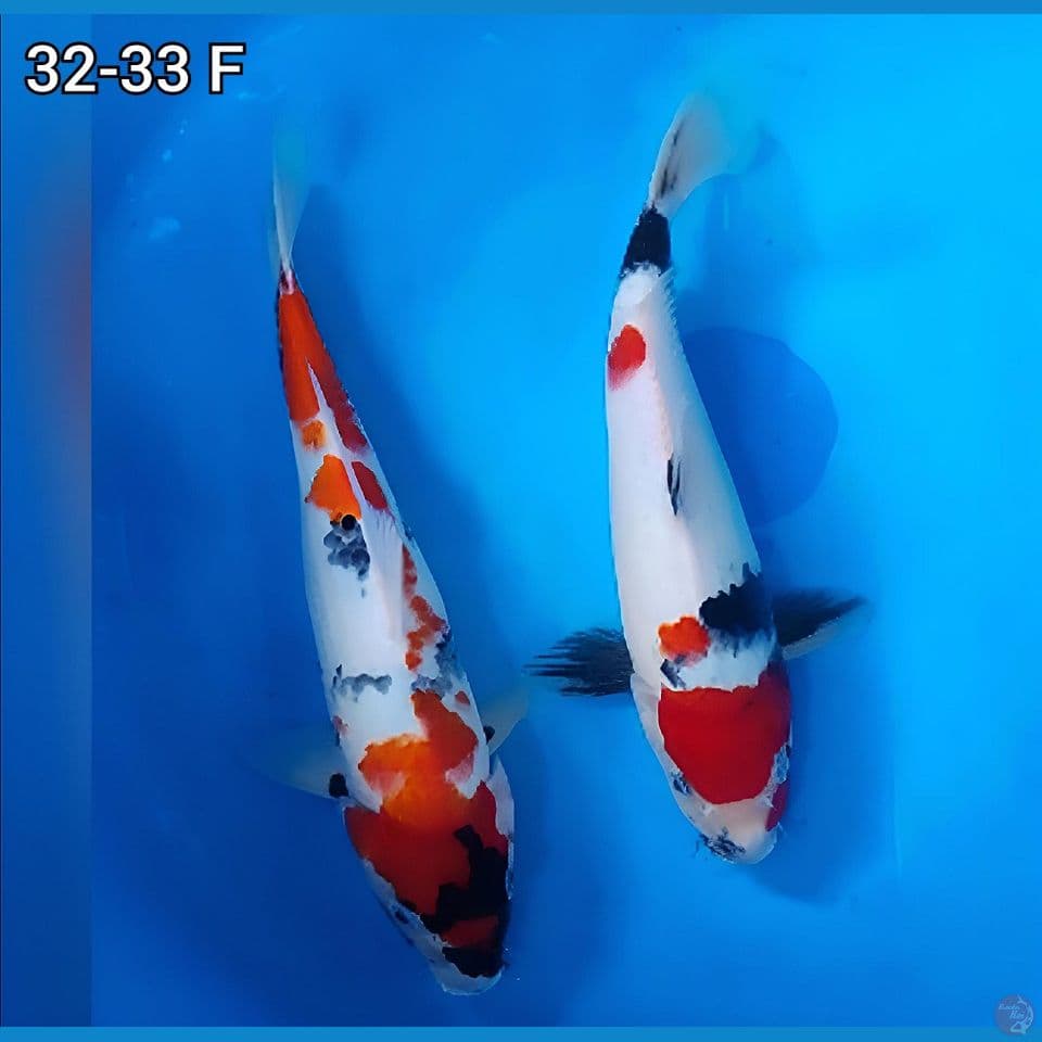 Kindai Showa 2 Ekor 32-33cm Betina