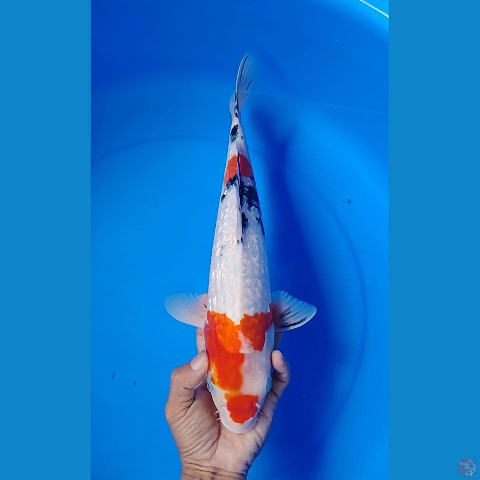 showa gindrin kinday size : 37cm