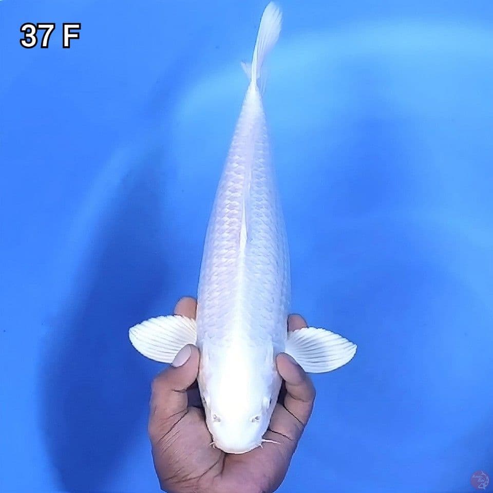 Platinum Quality 37cm Betina
