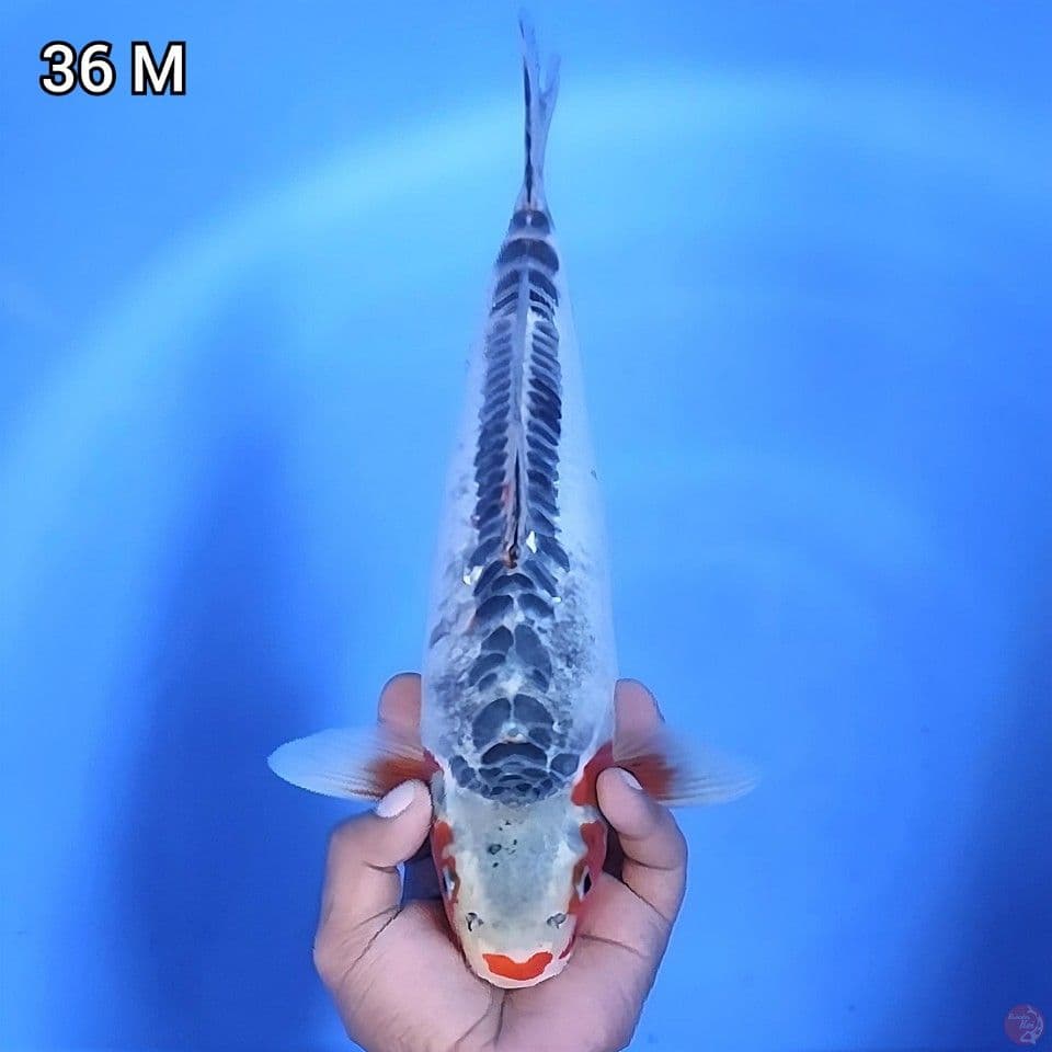 Kucibeni Shusui Motoaka Seimbang 36cm Jantan