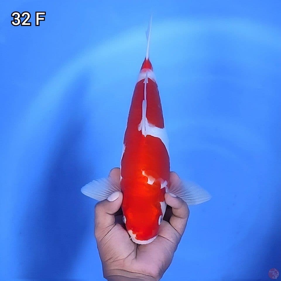 Doitsu Original 32cm Betina